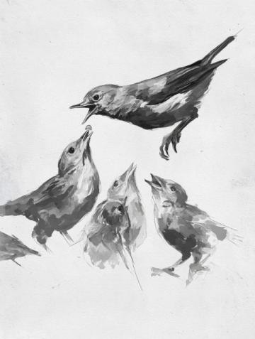 一起探索養鳥學問,品讀金絲雀第一章(二)——鳥類的分類與飼養建議