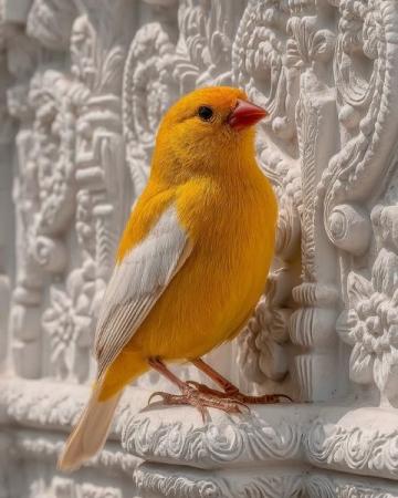 一起探索養鳥學問,品讀金絲雀第一章(二)——鳥類的分類與飼養建議