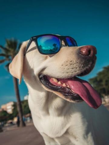如何有效護理拉布拉多犬的牙齒健康?