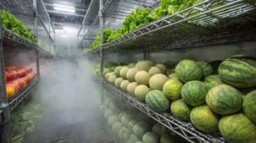 南沙生活體驗：百元購大袋新鮮蔬菜不再是難題