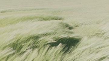 微風輕拂2025年7月22日