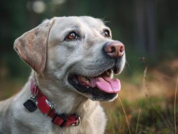 如何有效護理拉布拉多犬的牙齒健康?