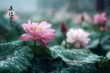 懷柔雁棲湖一日游:陰雨微風,家庭親子采摘槐花馬蘭花