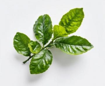 如何用小蘇打焯煮苧麻葉？這種方法比石灰更安全有效