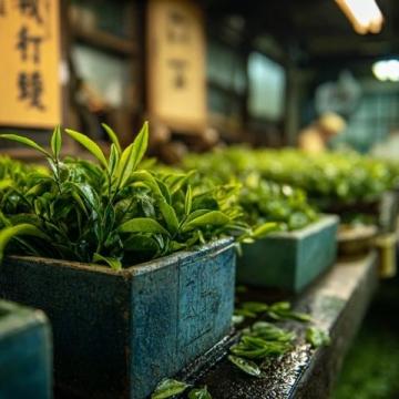 邂逅洪崖璀璨,沉醉古鎮(zhèn)茶香