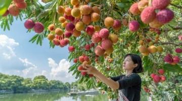 夏日里的甜美饋贈：探索慈溪的秘密果實之旅