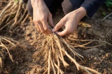 百科冷知識：蓮藕種植方法詳解