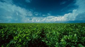豆油技術分析:供應充足需求疲軟下的價格走勢判斷