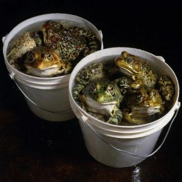 夏日微風中的味蕾享受:寶應六月鮮蟹黃魚頭煲