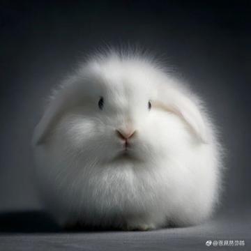 新手必看!長毛兔飼養全攻略,從品種到繁殖一文搞懂!