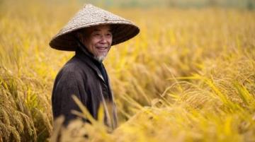 中國各地玉米方言稱呼:從“棒子”到“苞谷”的鄉(xiāng)土文化地圖