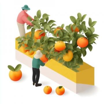 耙耙柑果實(shí)膨大期管理:藻邦農(nóng)方案助成果實(shí)累累
