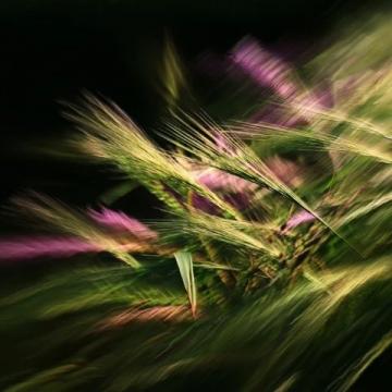 微風輕拂2025年7月22日