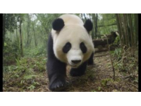 成都游新體驗：探索歷史文化和城市風光，或親近自然與大熊貓親密接觸