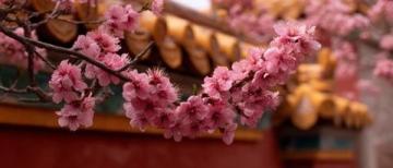 春暖花開，來東莞玩吧！