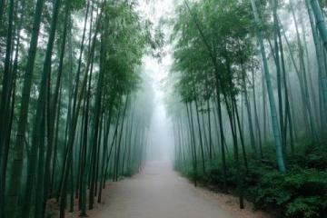 云南旅游必去：玉溪峨山竹海探險之旅
