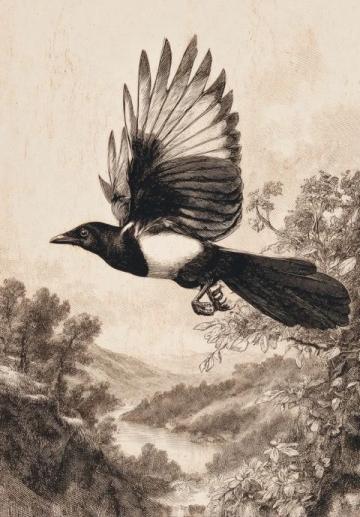 伯勞鳥:自然界的"屠夫鳥",生態鏈上的捕獵高手