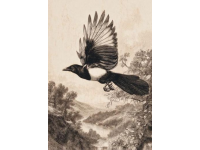 伯勞鳥：自然界的"屠夫鳥"，生態鏈上的捕獵高手