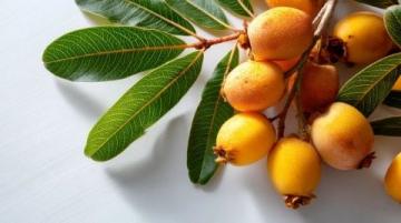 蘇州枇杷跨越千里的甜蜜