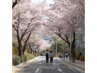 
春日浪漫打卡：白木香花王綻放信義坊，一日游賞花好去處