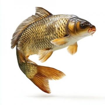 釣魚達人必學：掌握野釣鯉魚秘訣，快速提升技巧！