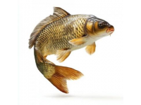 釣魚(yú)達(dá)人必學(xué)：掌握野釣鯉魚(yú)秘訣，快速提升技巧！