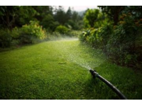 綠植養護技巧大揭秘：澆水、光照與施肥全攻略