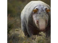 食草動物的“食肉”秘密：生存智慧下的食物鏈突破