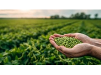 科學農業管理實踐提升黃豆高產優質種植技巧