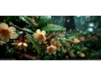 春日細雨輕聲吟唱：春雨常識小知識