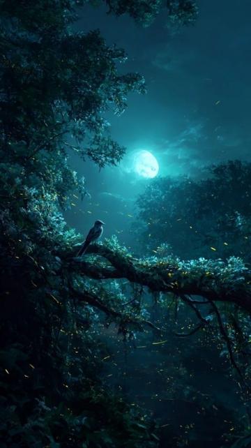 深夜三點半，月色溫柔伴蟲鳴