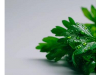 芹菜與芹葉：一字差異，營養(yǎng)迥異，一探究竟！