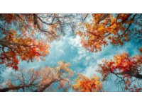立秋生活小常識(shí)立秋儀式感立秋感悟立秋雖是一個(gè)秋已立、暑難消的