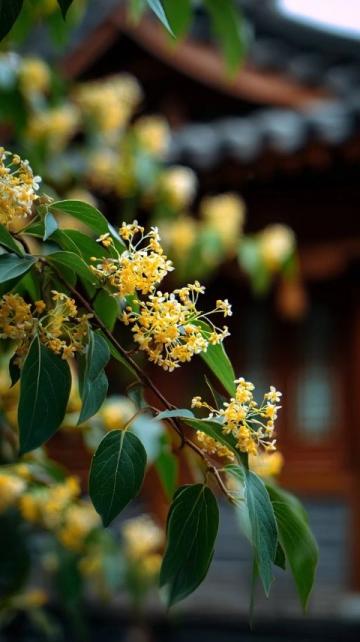 春暖花開賞花季之懷柔篇