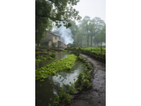 廣東佛山市高明區(qū)沙寮村：西江河鮮美食與田園風(fēng)光之旅
