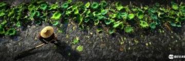 喝茶日記90:品味2013年下關甲沱茶