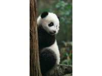 2025年五一親子游：帶婆婆和7歲萌娃暢游廣州長隆野生動物園