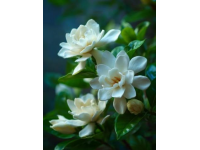 本想隨便曬點花草，卻被茉莉纏上3年3個反常識技巧，新手也能養出滿屋香