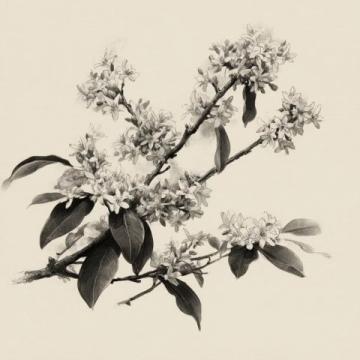 銅仁金秋：丹桂飄香，詩意盎然的美景與美食之旅