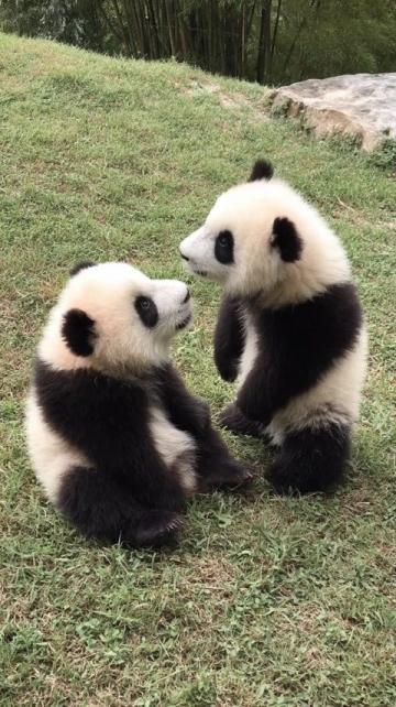 四川熊貓與老虎緣何不相食？