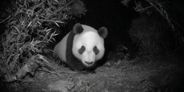 四川熊貓與老虎緣何不相食？