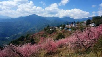 蘭州春日賞花攻略：杏花梯田與桃花梨花美景全解鎖