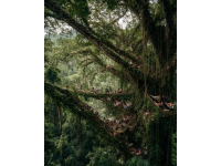 解鎖砂拉越雨林音樂(lè)節(jié)全攻略世界級(jí)音樂(lè)盛宴不容錯(cuò)過(guò)！