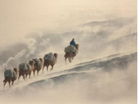 寧夏中衛(wèi)之行