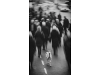 久困都市忙，心歸田園靜——尋找心中的「十里芳菲」