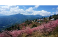 蘭州春日賞花攻略：杏花梯田與桃花梨花美景全解鎖