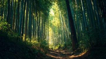 莫干山隱竹里:邂逅靜謐療愈之旅