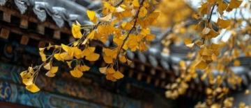 八大處公園：北京西山的璀璨明珠，古剎鐘聲與紅葉爛漫相映成趣！