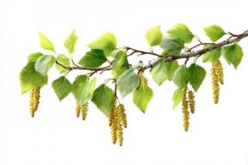 春天榆錢的吃法(春天的美食榆錢)