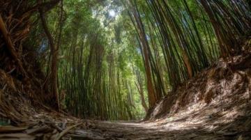 山林隱匿美味竹筒飯，邊摘果邊嘗鮮，身心治愈之旅